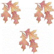 autumnbg
