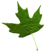 grnleaf