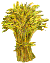 wheat