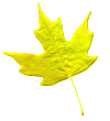 yelleaf
